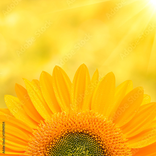 Photo: Sunflower Background Sunflower Background