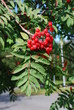 rowan berries in natural setting