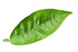 Green leaf of citrus-tree