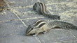Chipmunks eating grain.