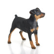Foto: Miniature Pinscher Miniature Pinscher