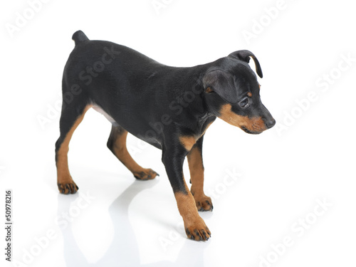 Photo: Miniature Pinscher Miniature Pinscher