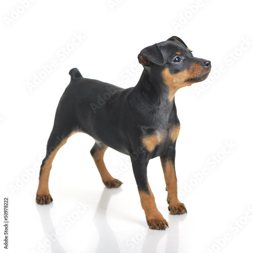 Photo: Miniature Pinscher Miniature Pinscher