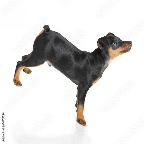Photo: Miniature Pinscher Miniature Pinscher