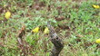 Black fly sitting on a snag