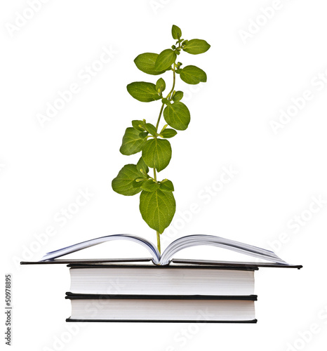 Photo: Plant growing from open book Plant growing from open book