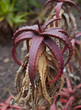 wild red aloe vera