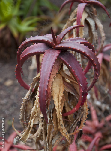Photo: wild red aloe vera wild red aloe vera