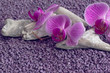 Orchideenblüte