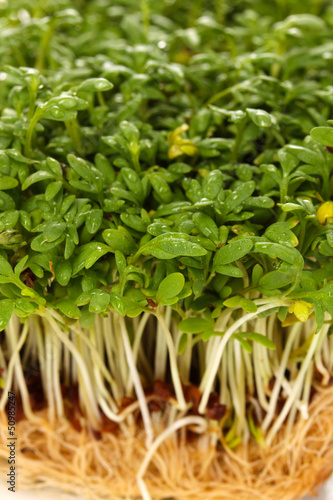 Photo: Fresh cress salad closeup Fresh cress salad closeup