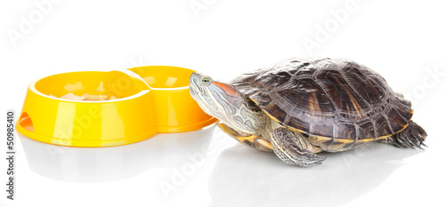 Photo: red ear turtle and feeder isolated on white red ear turtle and feeder isolated on white