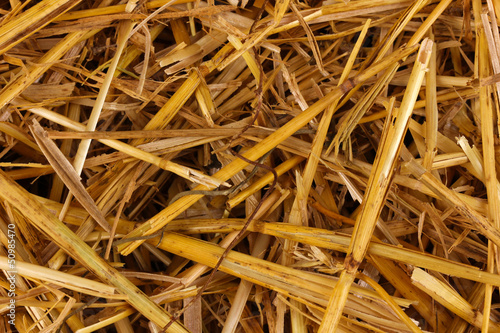 Photo: Golden hay close-up Golden hay close-up