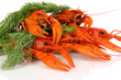 Tasty boiled crayfishes with fennel isolated on white