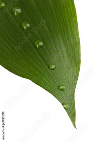 Photo: green leaf with water drops close up green leaf with water drops close up