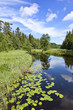 River with water lily
