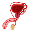Illustration: Male reproductive system. Male reproductive system.