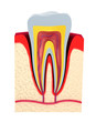 Section of the tooth. pulp with nerves and blood vessels.