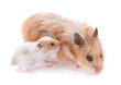 Photo: Baby hamster Baby hamster