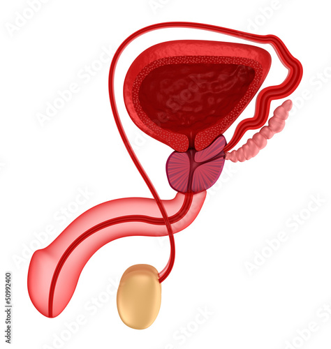 Illustration: Male reproductive system. Male reproductive system.