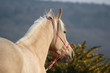Quarter Horse palomino avec un licol rose