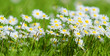 daisies