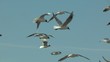 Video: ciel bleu et mouettes ciel bleu et mouettes