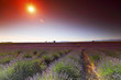 lavender field