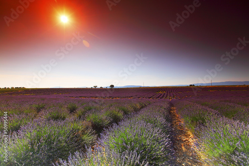 Photo: lavender field lavender field
