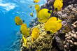 Photo : Shoal of butterfly fish on the reef Shoal of butterfly fish on the reef