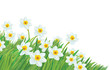 Vector of daffodil flowers isolated.