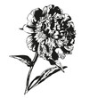peony hand drawn vector llustration