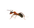 Ant on white