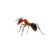 Ant on white