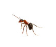 Ant on white