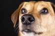 dog nose