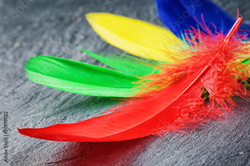 Photo: Colorful feathers Colorful feathers