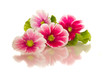 Begonia flowers