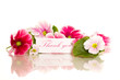 Begonia flowers