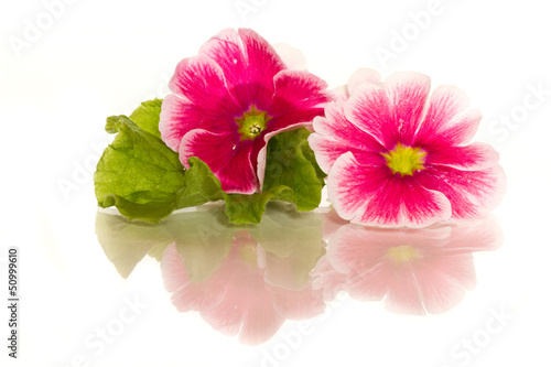 Photo: Begonia flowers Begonia flowers