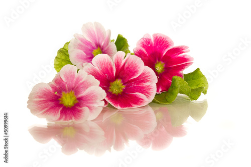 Photo: Begonia flowers Begonia flowers