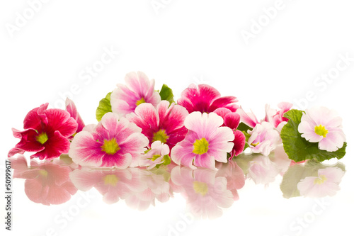 Photo: Begonia flowers Begonia flowers