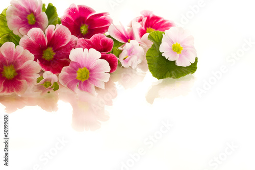 Photo: Begonia flowers Begonia flowers