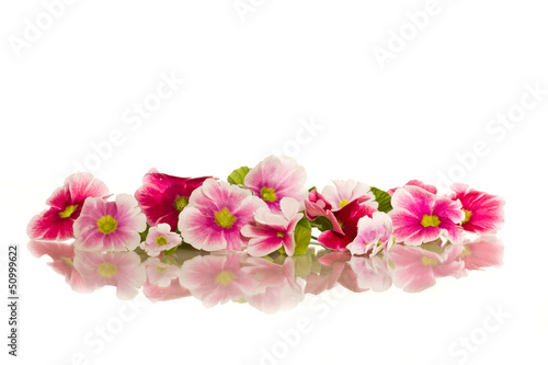 Photo: Begonia flowers Begonia flowers
