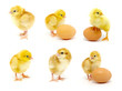 Foto: chicken collection chicken collection