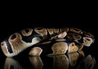 Python snake studio close up