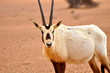Arabian Oryx