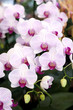 Beautiful pink orchids