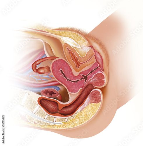 Illustration: Aparato reproductor de la mujer Aparato reproductor de la mujer