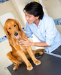 Man taking dog to the vet
