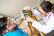 Vet cleaning a dog teeth